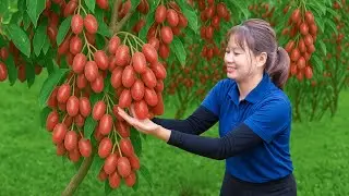 Harvesting Bastard Oleaster & Selling at Market | What&rsquo;s Hidden Inside This Strange-Looking Fruit?