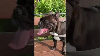 Дед Вова и советский  метод воспитания😂😂😂#shorts #short