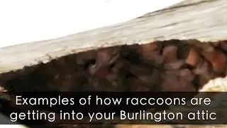Raccoon In Attic Burlington - How Did They Get In?
