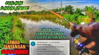 Challenge Subscriber‼️ Pakai Soft Frog Micro Single Hook 2 cm, Untuk Mancing Gabus Haruan Di Tambak❗