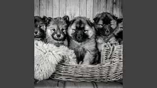 Calm Ambiance for Relaxed Dogs
