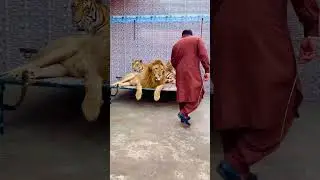 Mufasa gussay ma a gya (mian saqib)