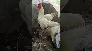white murgha