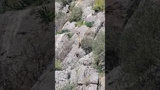 Горный кабан!! Неожиданная встреча)