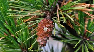 How Fertilization Occurs In Gymnosperms - science on youtube !!!