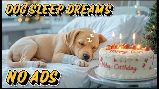 Relaxing Music for Dogs to Calm Down 🐶🎵 Calming Dog Music for Anxiety, Stress Relief & Better Sleep