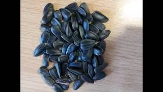 Eating sounds Sunflower seeds ASMR