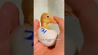Broken eggs to ducks 🥹#shortvideo #animals #cute #duck #love #lovestory #duckegg #rescue