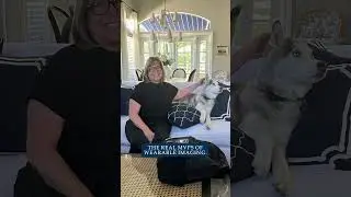 Dogs with Vendors