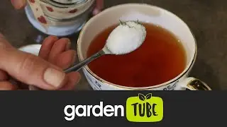 Make Your Own Mint Sugar