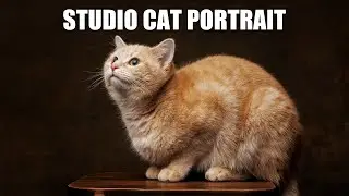 How to Take Photo of a Cat in the Studio Using an Umbrella Light | Canon R5 and 85mm 1.2, Greenville