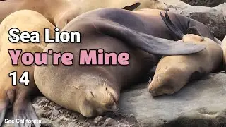 Let Me Love You - Sea Lion You're Mine 14