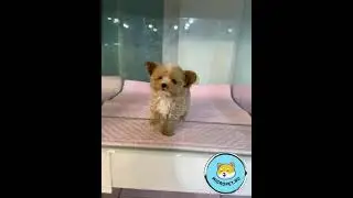 Корейские Микро Мальтипу в России на www.micropet.ru