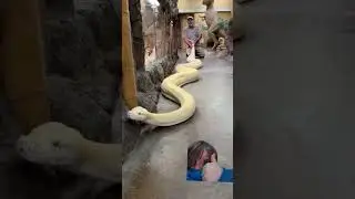 #exotics#reptiles#animals#animalyoutube#snake#snakevideo#animalyoutube#reptiles