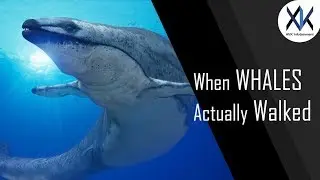 What is the science behind walking Whales?