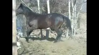 Aubrey in Paddock