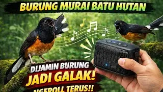 🔴 AUTO GALAK‼️ Putar video ini 3-5 mnt Murai Batu Auto GACOR 🔥