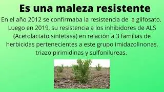 RAMA NEGRA (Conyza bonariensis)