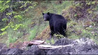 061 British Columbia... Campbell River - bears and waterfalls