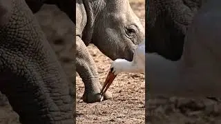 Rhino aided by White Stork #viral #animal #bonding #shorts