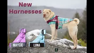 Dog Friendly Co. Dog Harness. (2nd Review)
