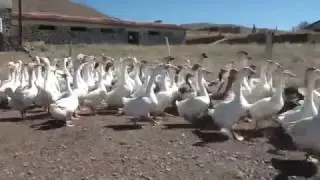 Türkiye'nin kaz üretiminde merkezi olan şehri