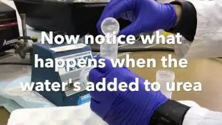 Endothermic and Exothermic Dissolution