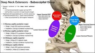 Suboccipital Group | Anatomy, Structure, and Functions [OINAs]