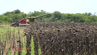 Cosecha de Ensayos de H&iacute;bridos de Girasol - NUFARM - S&aacute;enz Pe&ntilde;a Chaco.