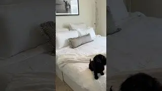 *ASMR* GUEST BED SET UP! #asmr #bedroom #guestbedroom #bedsheets #bed #bedding #laundry #home