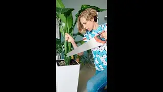 ✂️ Как обрезать растение &laquo;Райская птица&raquo; #Shorts