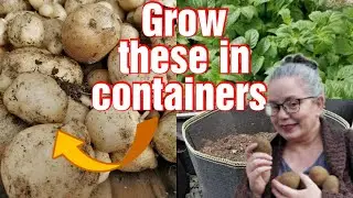 Growing Potatoes in Containers: Everything you need to know