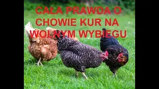 Odcinek 1054 JAK NAPRAWDĘ WYGLĄDA FERMOWY CH&Oacute;W KUR NA WOLNYM WYBIEGU? PRAWDZIWE INFORMACJĘ!