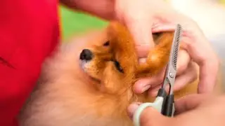 How To Save Money On Pet Care