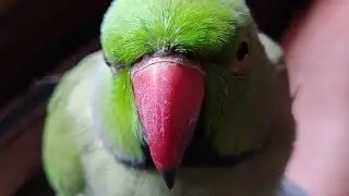 End of molting season now ready to talk🐥👉👍