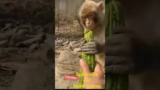 Reaction of Monkey after Eating BITTER GOURD #Monkey #bittergourd  #Fun