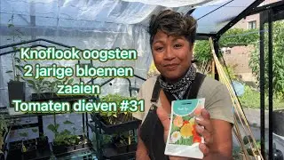 Mijn moestuin avontuur #31 knoflook oogsten en drogen, 2 jarige bloemen zaaien, tomaten dieven.
