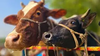 Cow unloading, cow videos, big cow video, biggest cow video, Bangladeshi cow video, EP-67