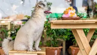 The Best Dog-Friendly Restaurants in the U.S. | The Lazy Dog
