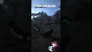 Pachy army vs allo