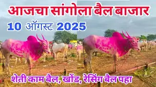 आजचा सांगोला खिल्लार बैल बाजार 10 ऑगस्ट 2025 #khillar_bajar #खिल्लार_गाई_बाजार #sangola_bazar #bail