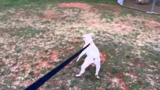 Dilbert at Douglas County Animal Control in Douglasville Ga.