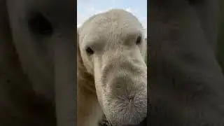 Hand feeding polar bears