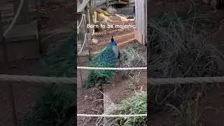 nature's beauty #peacock #shorts #youtubeshorts #travel #usa #nature #zoo #safari