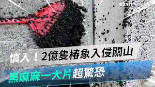 慎入！2億隻「黑椿象」入侵關山！黑麻麻一大片超驚恐　農作大減民困擾｜三立新聞網 SETN.com