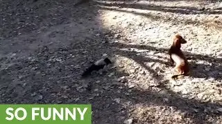 Angry crow bites intruding dachshund's tail
