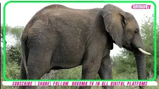 🔴 TEMBO AUWA MZEE WA MIAKA 60 KIJIJI CHA MBATI - TUNDURU
