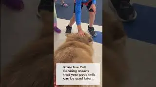 The Benefits of Proactive Cell Banking!  #veterinarymedicine #dogs #cats #stemcells #pets