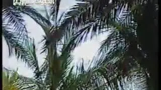 بدوي زبير - قال بن لشراف عشق البيض يتعب جم