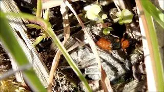 Oeverkortschildkever (Paederus riparius)
